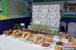 图为临洮县马铃薯产业协会会长康勤在马铃薯大会期间的样品展示。　张婧 摄 - 甘肃新闻