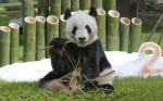 旅日大熊猫“永明”迎来28岁生日 - 中国甘肃网