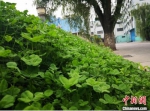 图为掩映在绿树鲜花中的厂房。　杜萍 摄 - 甘肃新闻