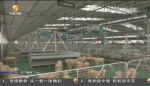 【短视频】甘肃：农业转型的特色发展路 - 甘肃省广播电影电视