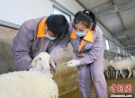 “90后”环县籍大学生苏涛(左)与同事正在给羊只注射疫苗。　高展 摄 - 甘肃新闻