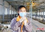 25岁的女大学生肖静目前是一家肉羊养殖专业合作社的技术员。　高展 摄 - 甘肃新闻