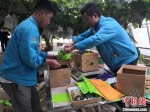 图为循环产业园的葡萄种植棚里，工作人员正在装箱。　杜萍 摄 - 甘肃新闻