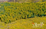 【飞阅甘肃】祁连山：秋色渐浓 层林尽染 - 中国甘肃网