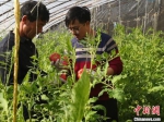 图为甘肃省武威市石羊河节水农业试验。(资料图) 南如卓玛 摄 - 甘肃新闻