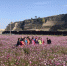 图为10月中旬，游客在麻家寺村八瓣梅花海中拍照打卡。　黄婉怡 摄 - 甘肃新闻
