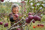 西和长道镇：苹果喜获采摘 农户丰收在望 - 中国甘肃网