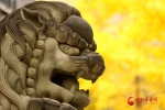 【“醉”美深秋 】“狮”意金秋醉五泉（组图） - 中国甘肃网