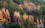 （环境）（1）山西霍州：山林“调色板” - 人民网