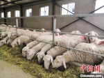 图为甘肃金昌市一企业养殖场。(资料图) 艾庆龙 摄 - 甘肃新闻