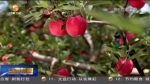 【短视频】灵台：加大种植技术推广 推进苹果产业升级 - 甘肃省广播电影电视