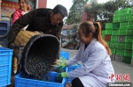 10月25日，武都区农民采摘油橄榄果后，用背篓背着交给当地合作社。(资料图)武都区融媒体中心供图 - 甘肃新闻