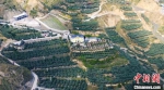 图为航拍武都区境内油橄榄树种植基地。(资料图)武都区融媒体中心供图 - 甘肃新闻