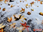 甘肃静宁迎来今秋首场雨夹雪 雪映红叶愈妖娆 - 中国甘肃网