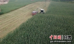 图为环县青贮玉米收割。(资料图) 李文 摄 - 甘肃新闻