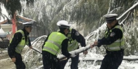 图为10月27日，甘肃临夏境内降雪导致树木被压倒，交警合力搬树进行路面清理。　王筱媛 摄 - 甘肃新闻