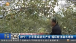 【短视频】静宁：小苹果成就大产业 循环经济助农增收 - 甘肃省广播电影电视