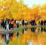 金秋十月，甘肃省酒泉市沙漠胡杨林景区一片金黄，宛如一幅巨型油彩画，正值最佳观赏期的大片胡杨林在一池碧水的掩映下，闪烁着耀眼的金光。　　崔买牛 摄 - 甘肃新闻