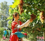 图为甘肃酒泉市金塔县，游客体验采摘葡萄。(资料图) 　　卢玉 摄 - 甘肃新闻