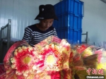 图为产业园中的工人包装鲜切花。　张婧 摄 - 甘肃新闻