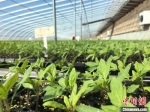图为大棚中生长的西红柿种苗。　张婧 摄 - 甘肃新闻