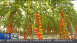 【短视频】（奋斗“十四五” 奋进新征程·我们的“十三五”）戈壁生态农业点石成金 - 甘肃省广播电影电视