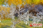 甘州：立冬至 冰凌美 - 中国甘肃网
