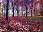 【“醉”美深秋 】深秋，请到兰州这片红叶林里走走 - 中国甘肃网