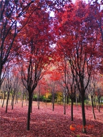 【“醉”美深秋 】深秋，请到兰州这片红叶林里走走 - 中国甘肃网