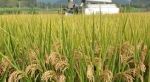 福建高产优质抗病“三合一”单季稻亩产破“吨” - 中国甘肃网