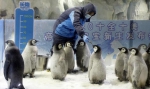 珠海长隆今年成功繁育10只帝企鹅宝宝 - 中国甘肃网