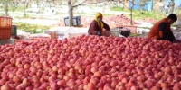2020年10月28日，甘肃平凉市灵台县黄土塬上的苹果丰收，农民在树林中采摘苹果。(资料图) 杨艳敏 摄 - 甘肃新闻