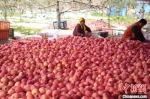 2020年10月28日，甘肃平凉市灵台县黄土塬上的苹果丰收，农民在树林中采摘苹果。(资料图) 杨艳敏 摄 - 甘肃新闻