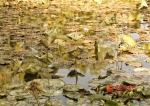 【“醉”美深秋 】兰州植物园：存菊香留荷韵 此园流芳若深秋 - 中国甘肃网