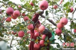 2020年10月28日，平凉市灵台县黄土塬上的苹果丰收，农民在树林中采摘苹果。　杨艳敏 摄 - 甘肃新闻