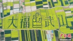 2019年4月，天水武山县万亩乡村油菜花海。(资料图) 何海瑞 摄 - 甘肃新闻
