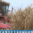 【短视频】甘肃省旱作区玉米机械粒收取得重大进展 - 甘肃省广播电影电视