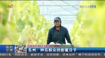 【短视频】瓜州：种瓜群众的甜蜜日子 - 甘肃省广播电影电视