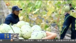 【短视频】瓜州：种瓜群众的甜蜜日子 - 甘肃省广播电影电视
