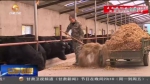 【短视频】朱家湾村：肉牛吃上甜饲料 村民过上“甜”日子 - 甘肃省广播电影电视