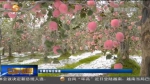 【短视频】甘肃：苹果满枝好“丰”景 产业升级促发展 - 甘肃省广播电影电视
