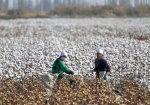 阿克苏棉花产量约占中国的1/6 。刘新 摄 - 甘肃新闻
