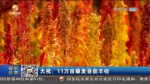 【短视频】天祝：11万亩藜麦喜获丰收 - 甘肃省广播电影电视