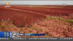 【短视频】天祝：11万亩藜麦喜获丰收 - 甘肃省广播电影电视