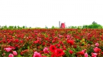 山东即墨：循着玫瑰芳香，寻觅诗与远方的浪漫小镇 - 中国甘肃网