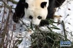 雪中大熊猫 - 人民网
