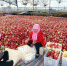 图为9月17日拍摄的镇原县平泉镇“海升模式”矮化密植有机苹果示范基地丰收场景。(资料图) 中新社记者 高展 摄 - 甘肃新闻