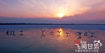 【飞阅甘肃】临泽：白天鹅“做客”黑河湿地 - 中国甘肃网