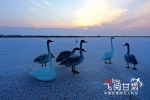 【飞阅甘肃】临泽：白天鹅“做客”黑河湿地 - 中国甘肃网