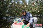 图为村民在果园里采摘苹果。　杨艳敏 摄 - 甘肃新闻